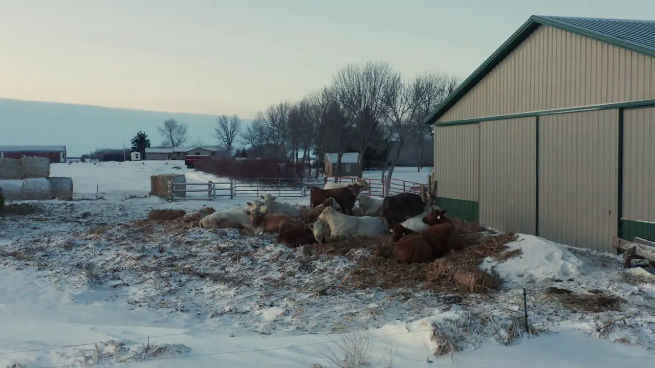 Herd of domestic cows sitting outside farm barn during winter aerial