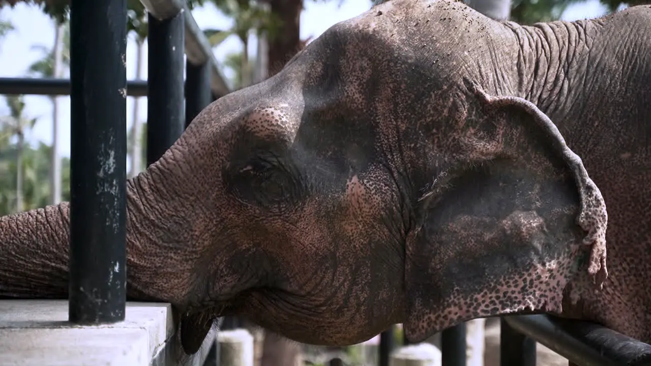 Sad elephant leaning its trunk and head on concrete fence in exhibit