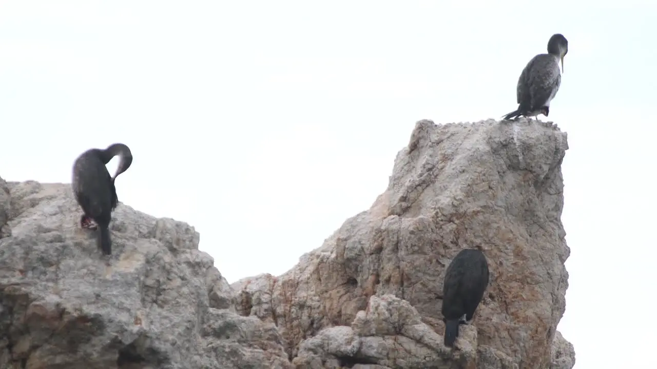 Seagulls resting on a rock in the sea