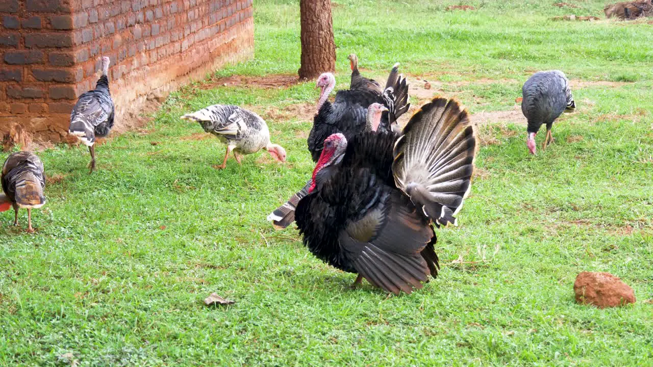 A group of turkeys walking around on grass