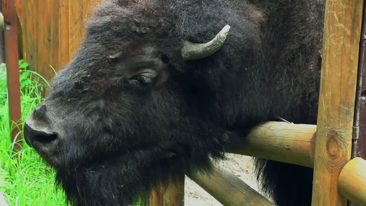 Big brown mammal bison with horns in zoo behind fences Wild animal