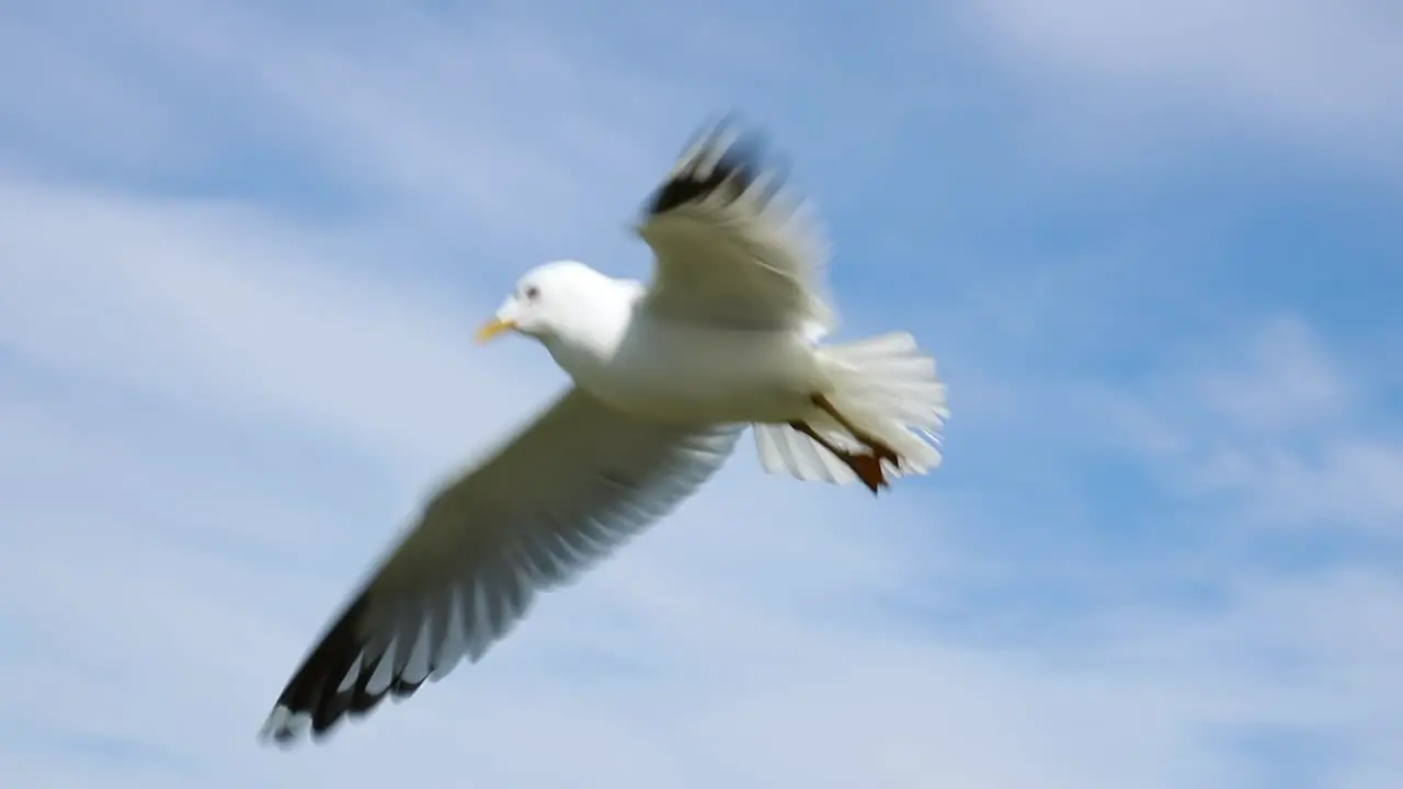 Seagull soars in the blue sky