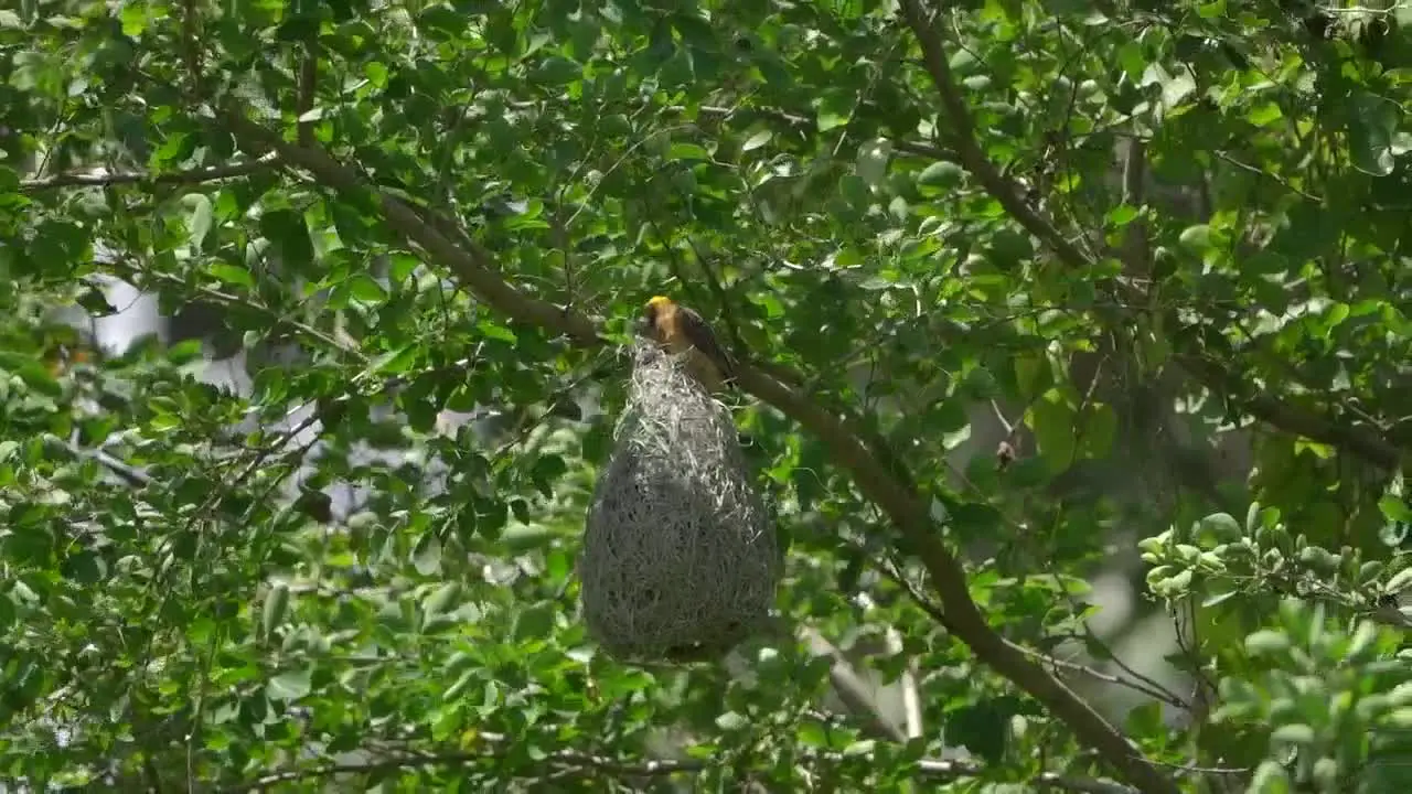 a streaked weaver bird on a nest with a background of lush green leaves