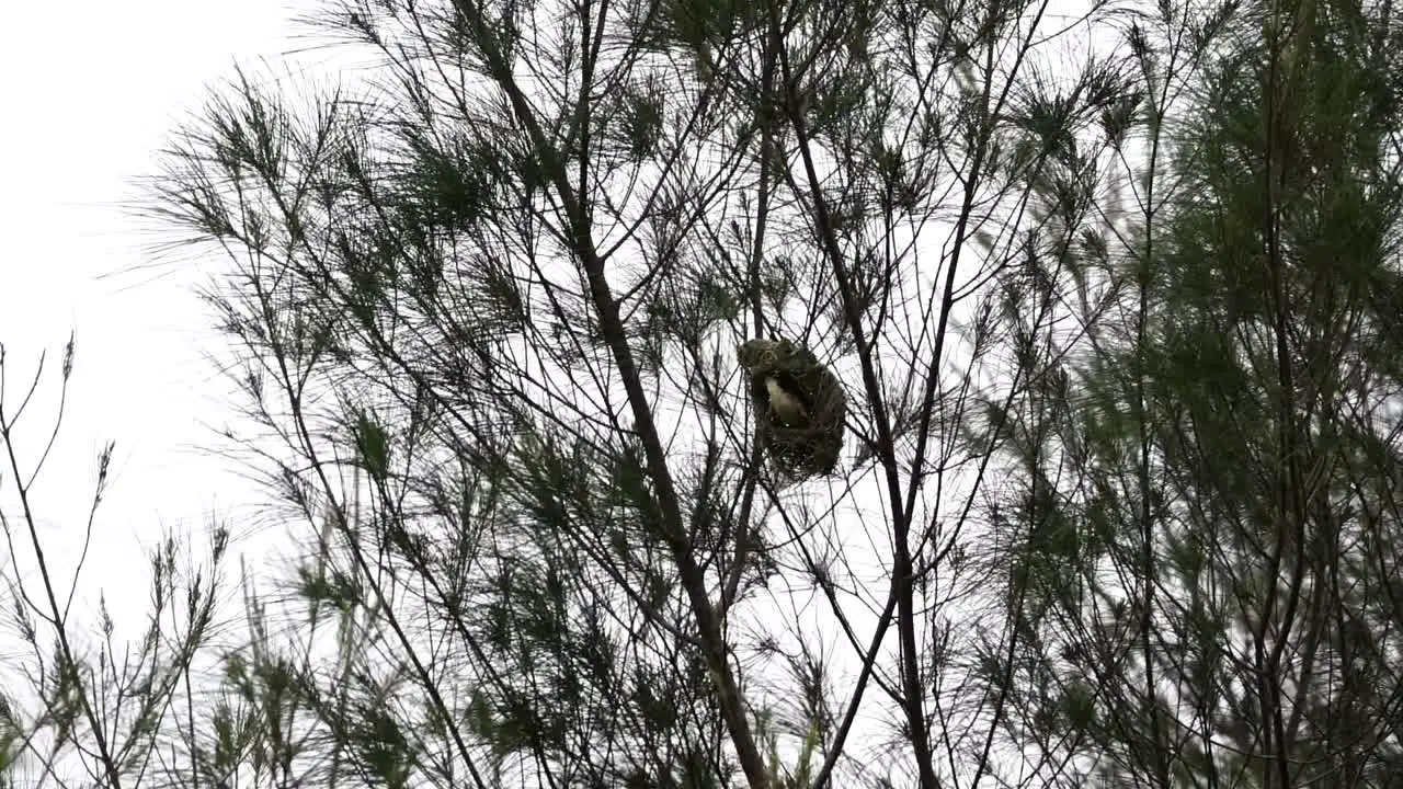 a streaked weaver bird was in its nest slowly came out around the nest and then flew back into it