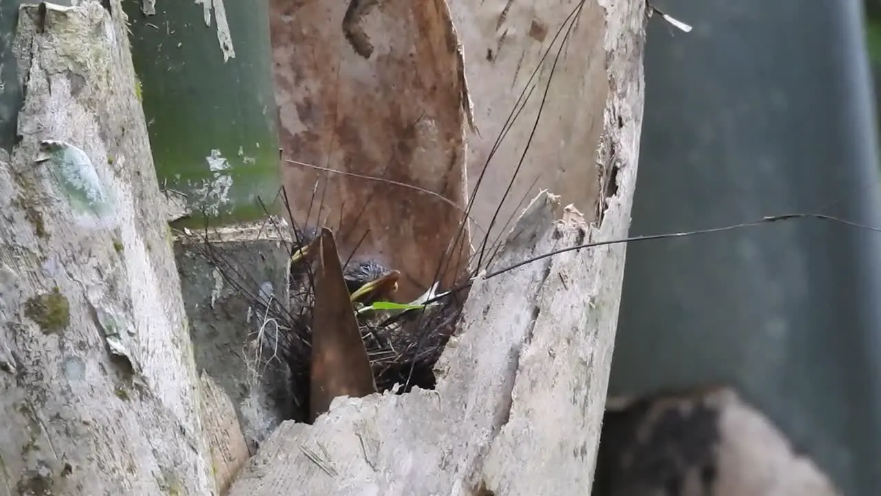 a mother worm flycatcher bird is in the nest feeding her two young