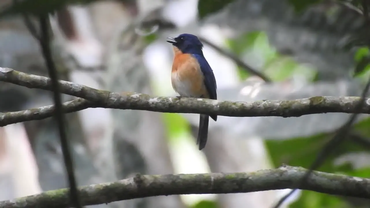 an adult worm flycatcher bird is perched on a tree branch