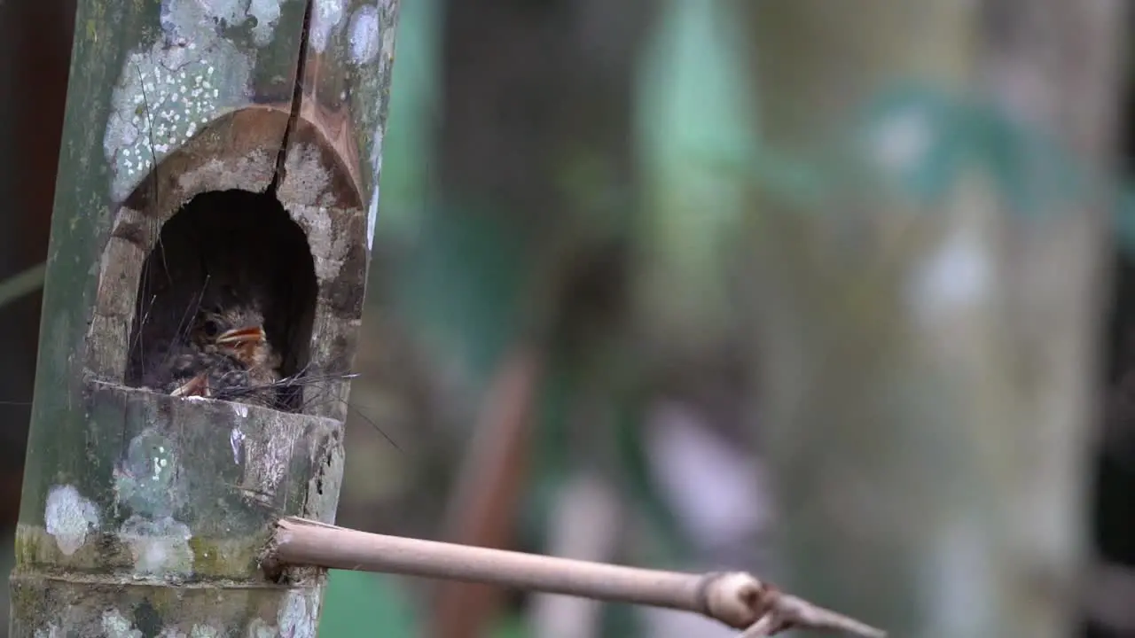 a cute worm flycatcher chick is in a nest in a bamboo hole