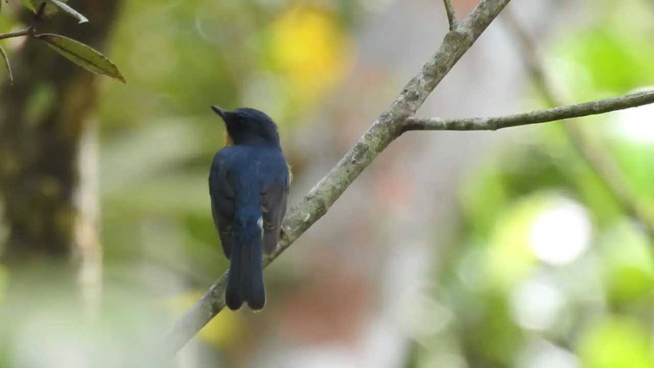 a worm flycatcher bird was perched on a tree branch