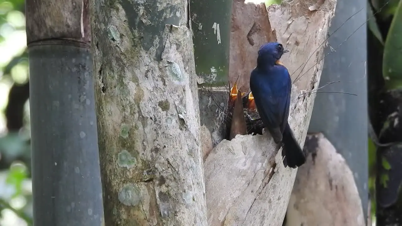 a beatiful worm flycatcher bird was giving food to its young then flew away from it