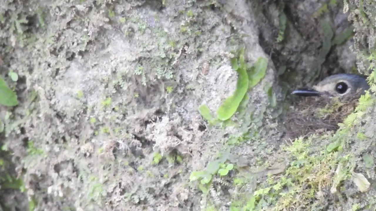 the worm flycatcher bird nested in a hole in the ground on a cliff and then flew away