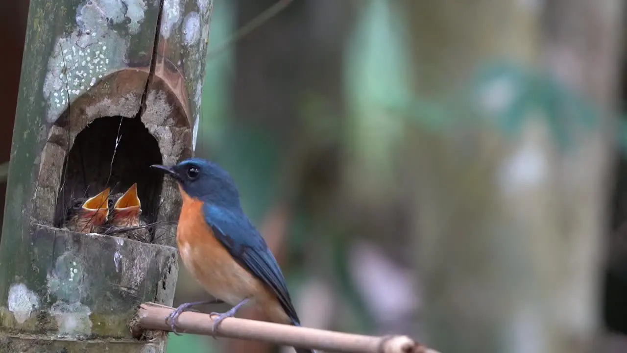 worm flycatcher bird and its two cute chicks in the nest