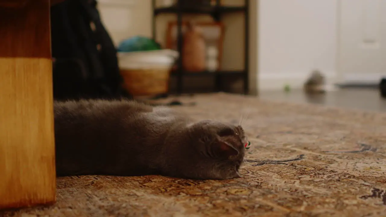 Gray cat playing with red toy on rug