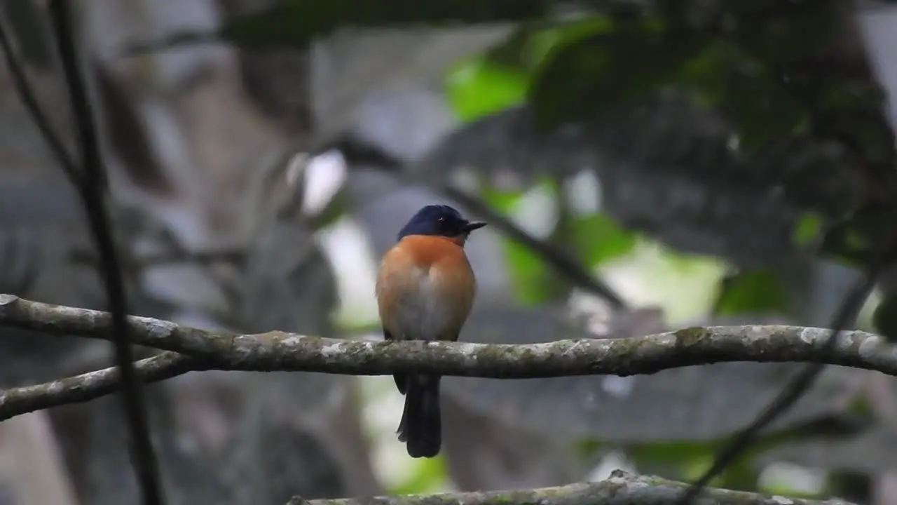 a beautiful worm flycatcher bird with orange breast feathers was perching