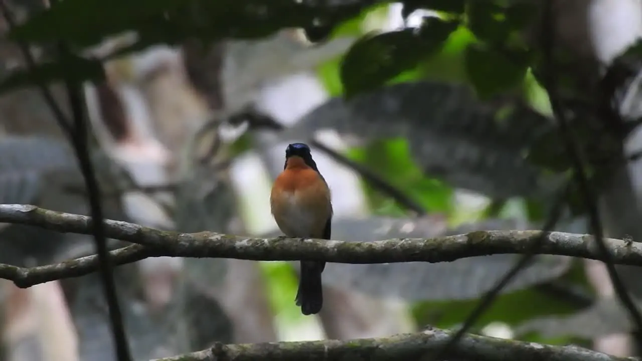 the worm flycatcher a beatiful bird with orange breast feathers is calling its friends