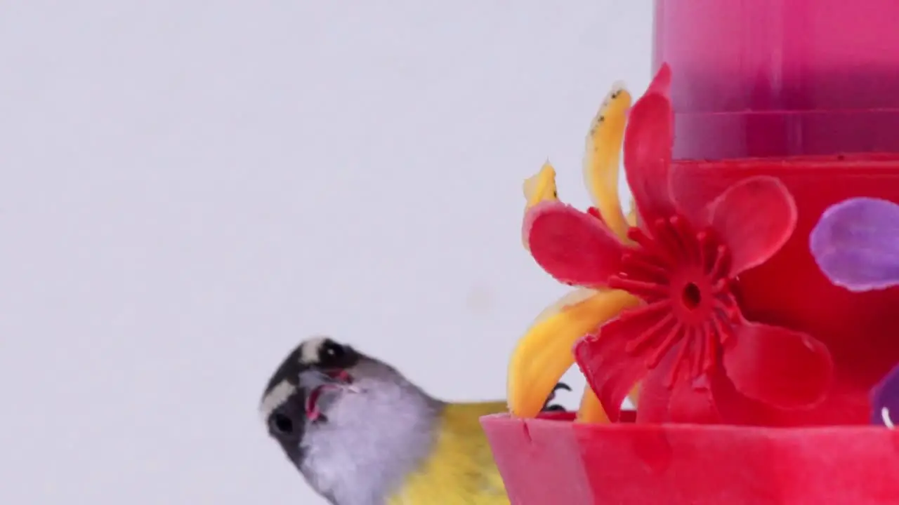 Closeup of a drinking fountain where a bananaquit arrives drinks water flies out e let it rocking