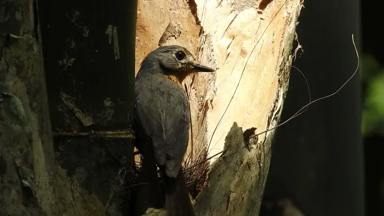 worm flycatcher birds come to the nest bringing food for their young