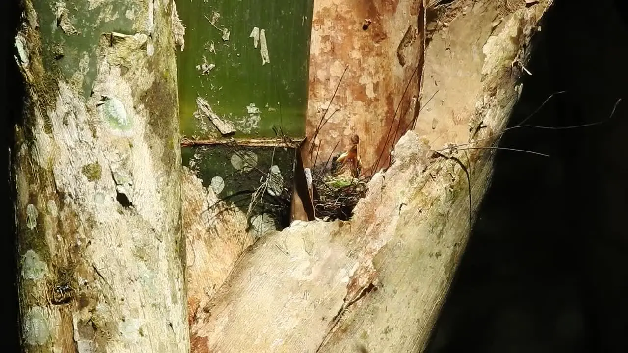 worm flycatcher a beautiful blue-feathered was giving food to two of its children then flew away from it