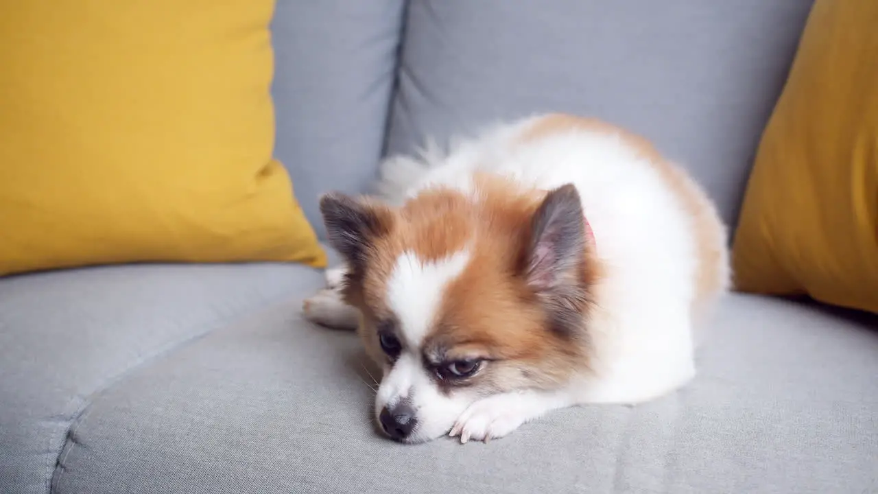 Chihuahua dog lying on a comfortable sofa and looking at a camera in the living room