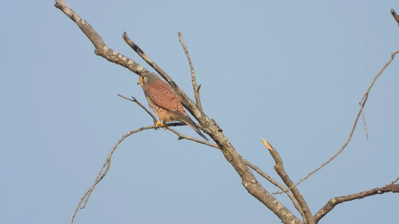 Eagle waiting for hunt 