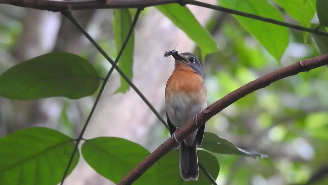 a beautiful worm flycatcher bird with orange breast feathers was perched and carrying in a cricket in its nest in its beak