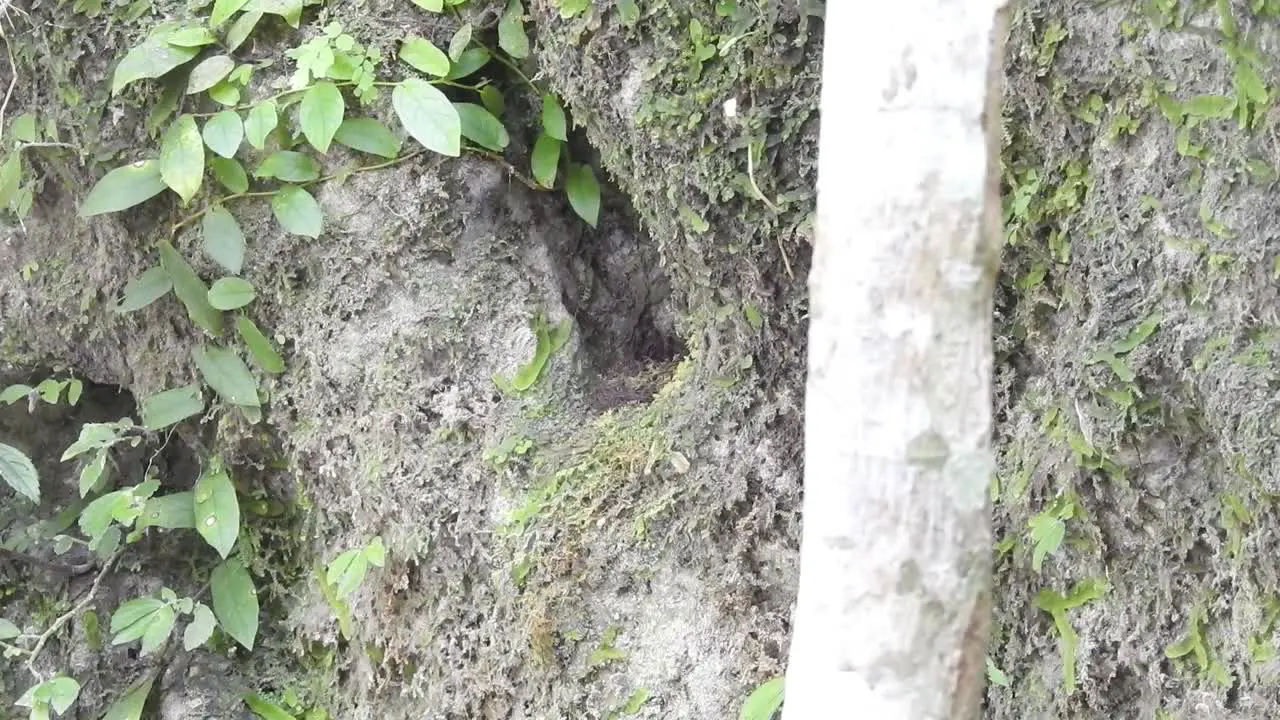 the worm flycatcher bird came to the nest in a hole in the ground on a cliff