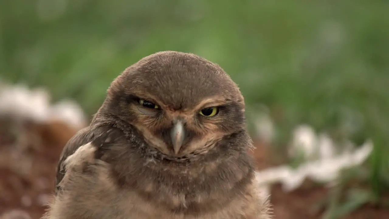 Sleepy owl chick closes eyes feeling very relaxed at nest entrance and falling asleep