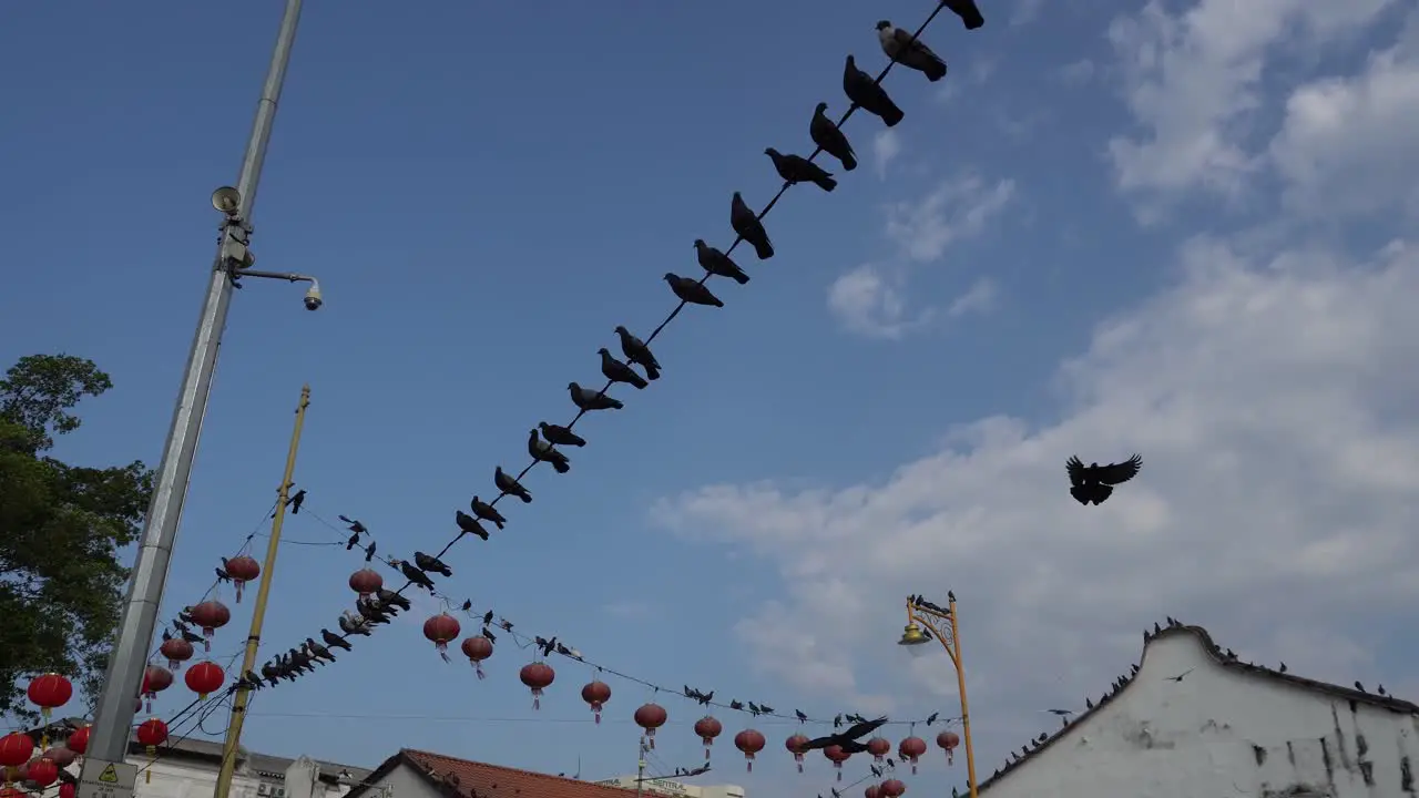 Pigeons fly at street