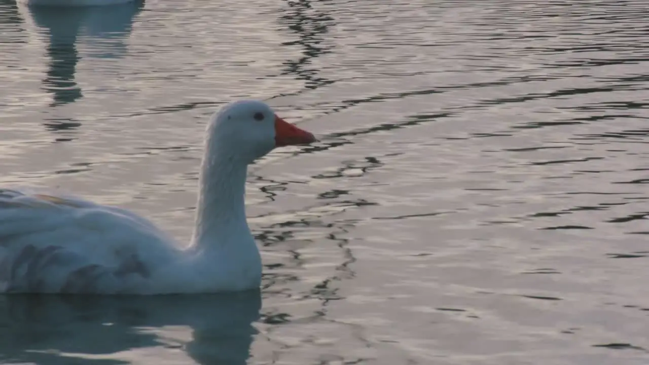 Goose floating in the water of a lake