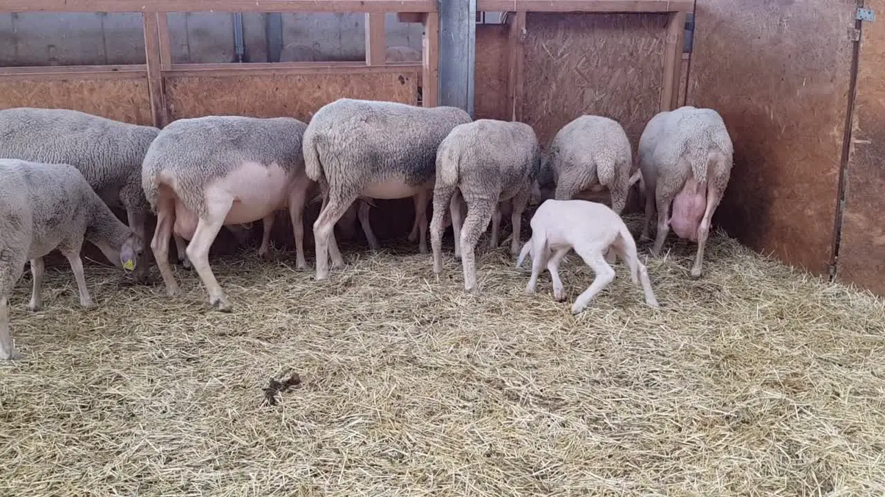 Shy herd of lambs try to hide them self from spectators