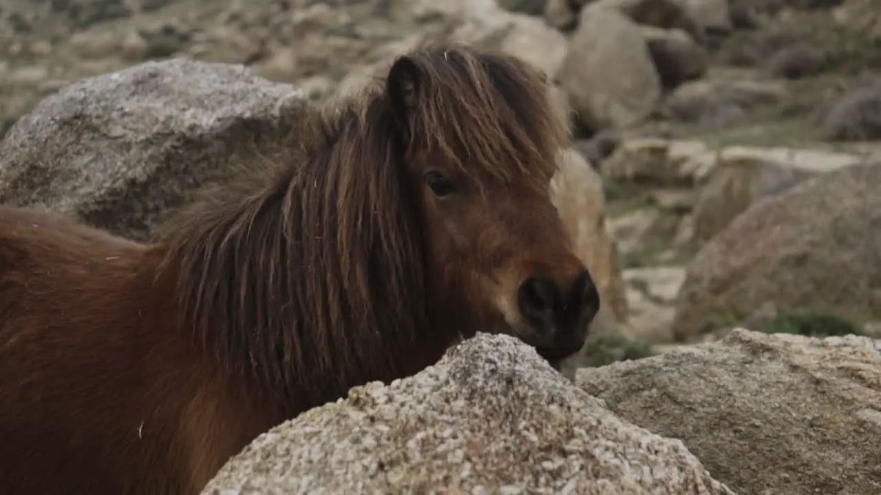 Brown pony standing in rocks on hillside on Greek island of Mykonos