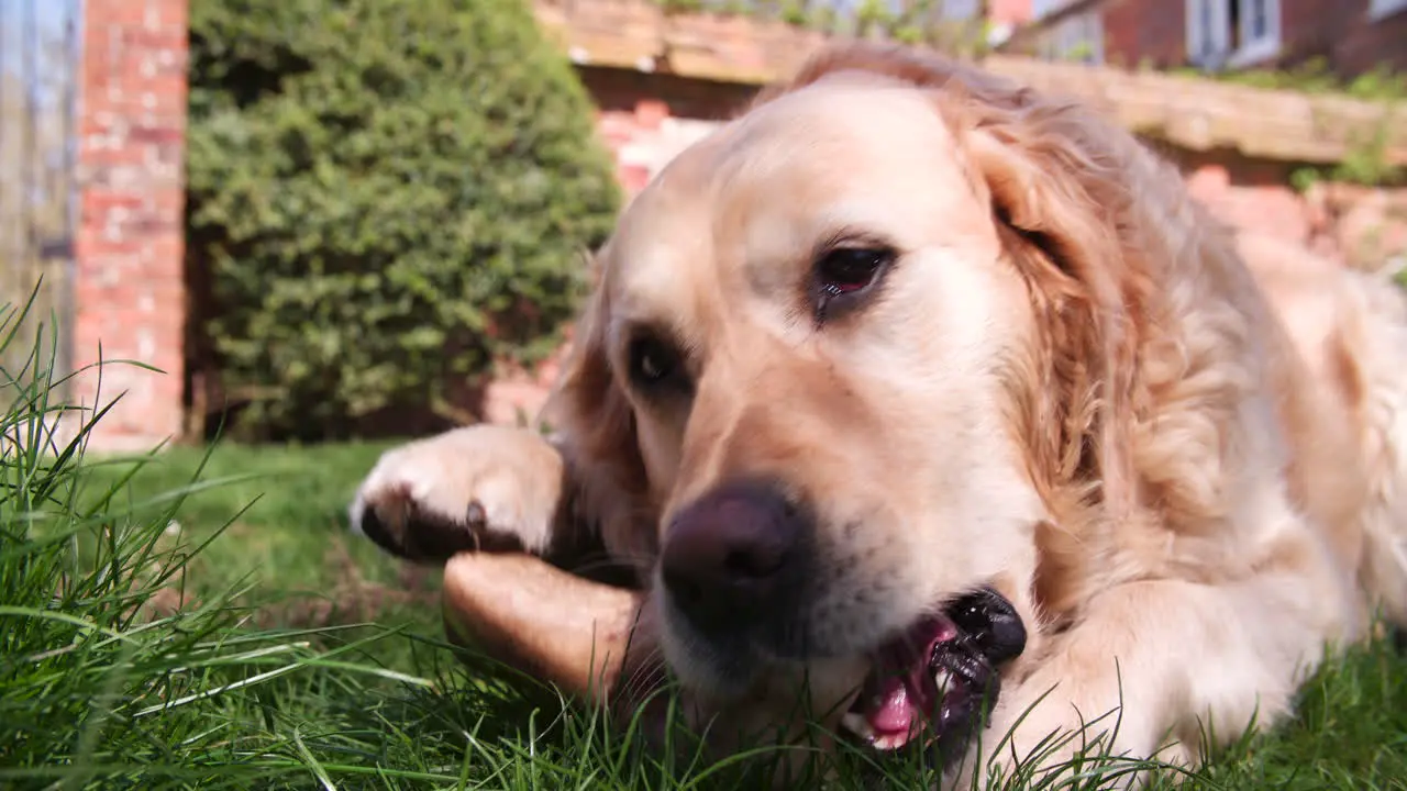 Slow Motion Shot Of Golden Retriever Chewing Bone