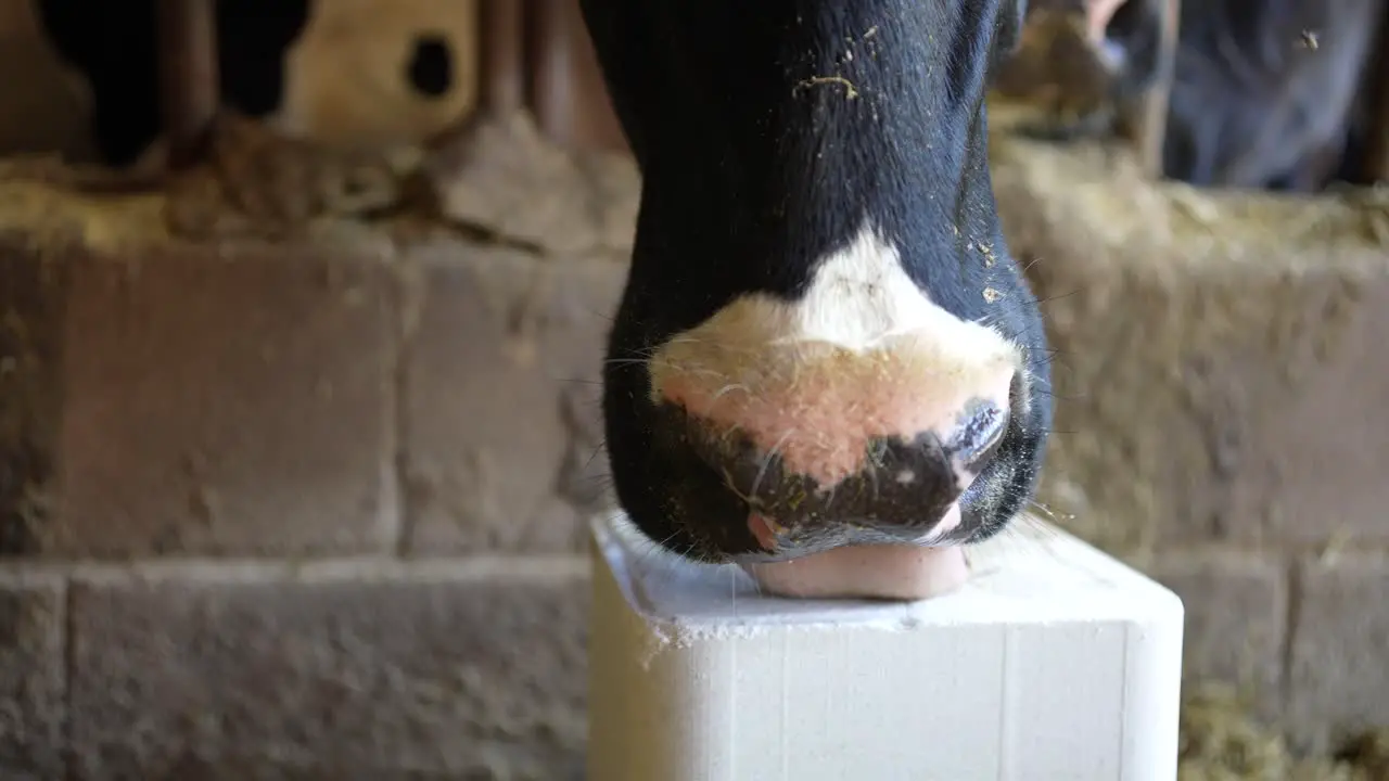 Cow lick salt block