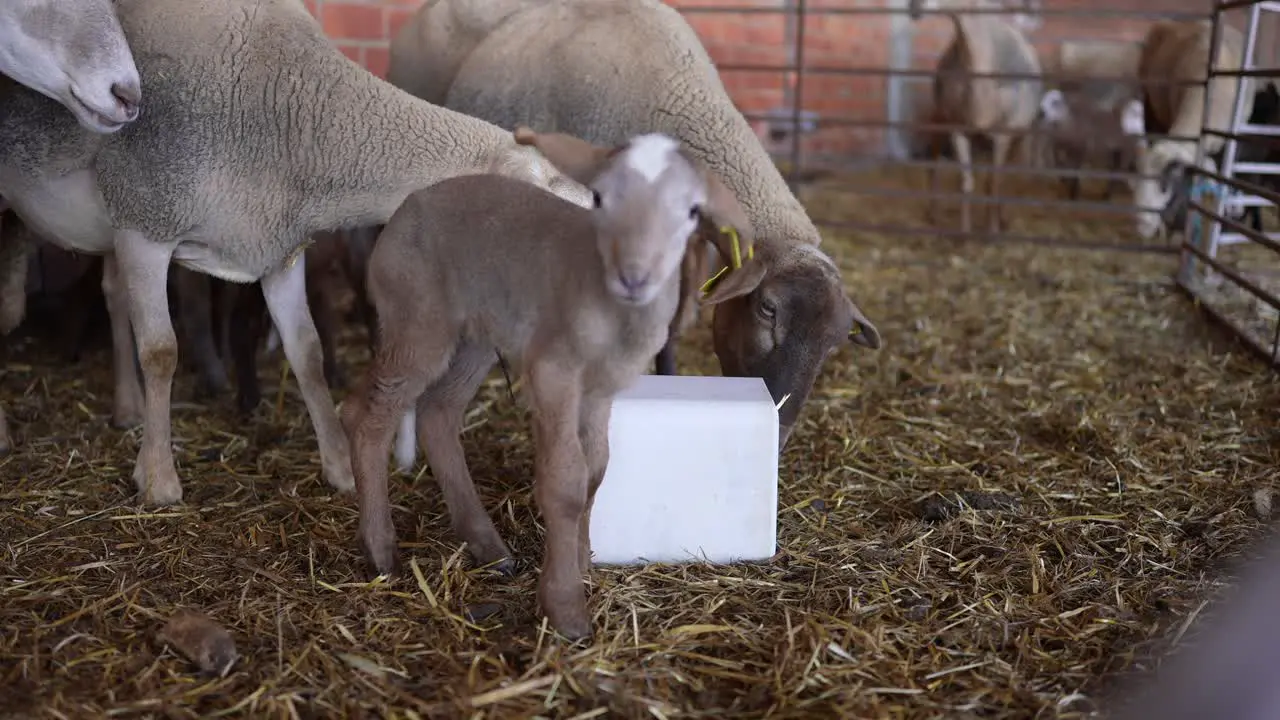 Sheep licking salt block