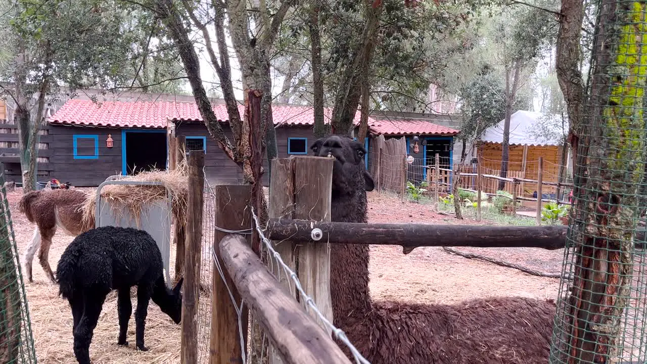 Llama at zoo in Lisbon close-up wildlife animal in captivity in Portugal Europe