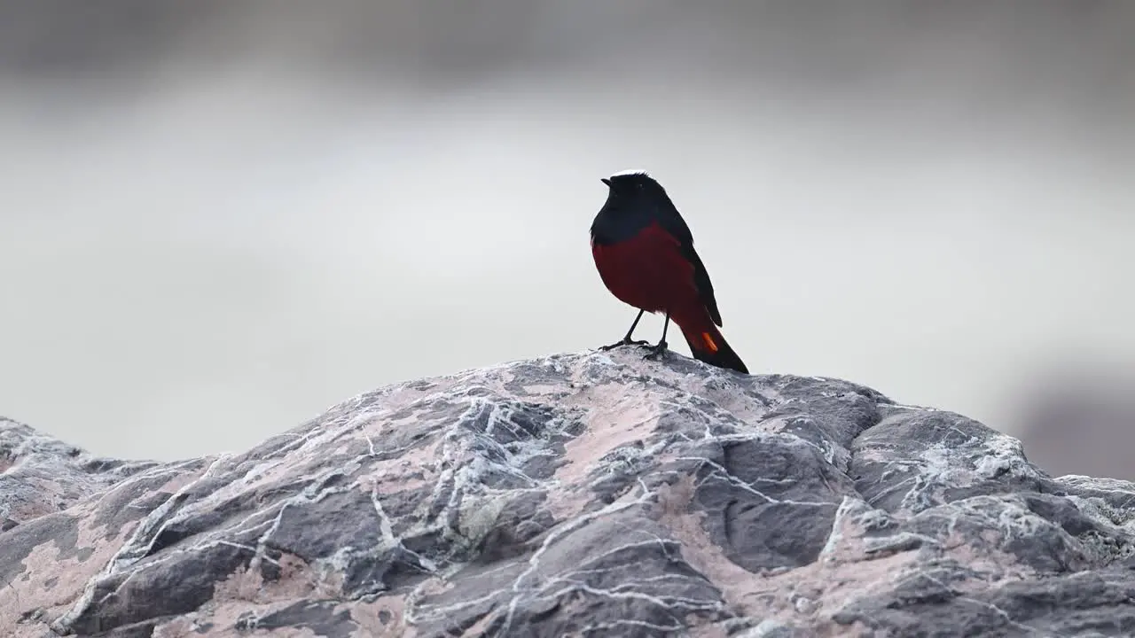 Majestic Bird White capped Redstart Sitting on Rock in Water Stream in Morning