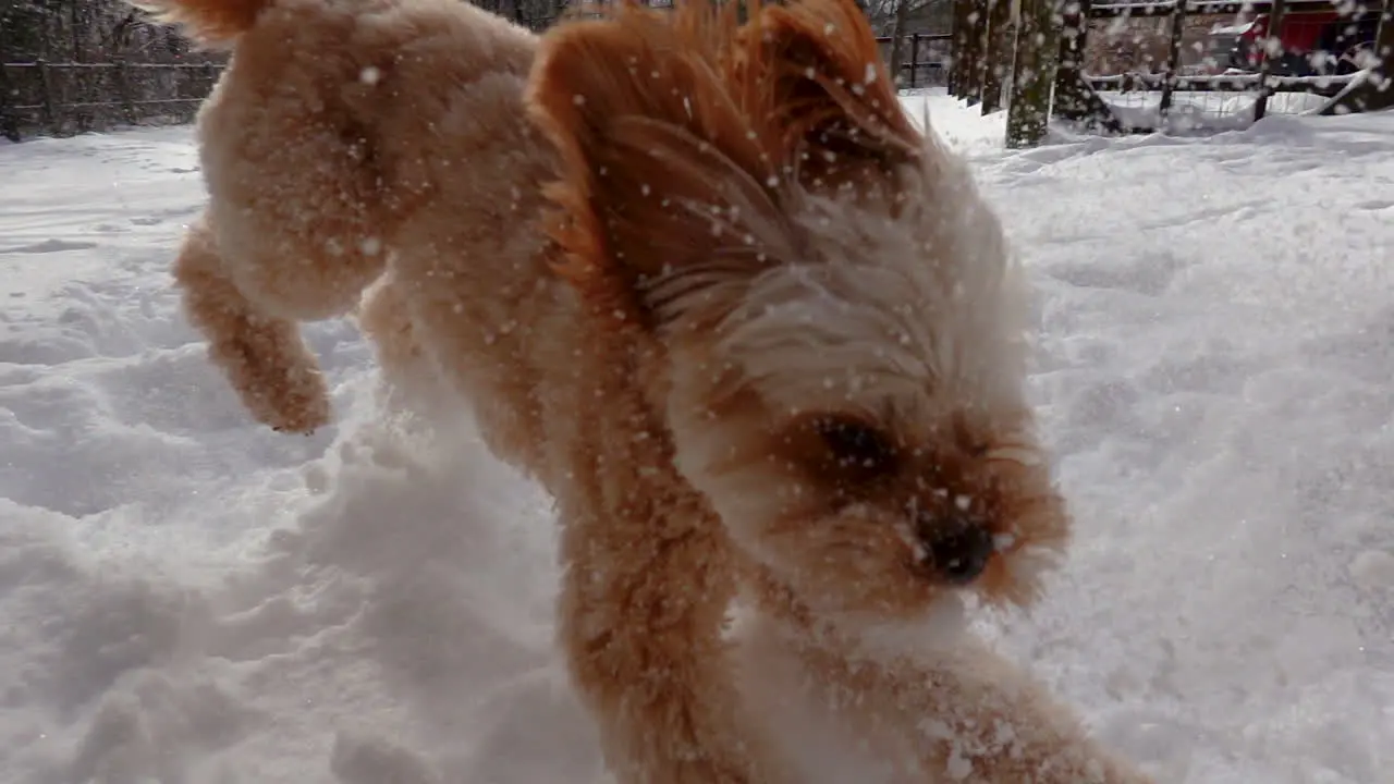 Active Cheerful Dog Running in Winter Snow Outside During Day Slow Motion