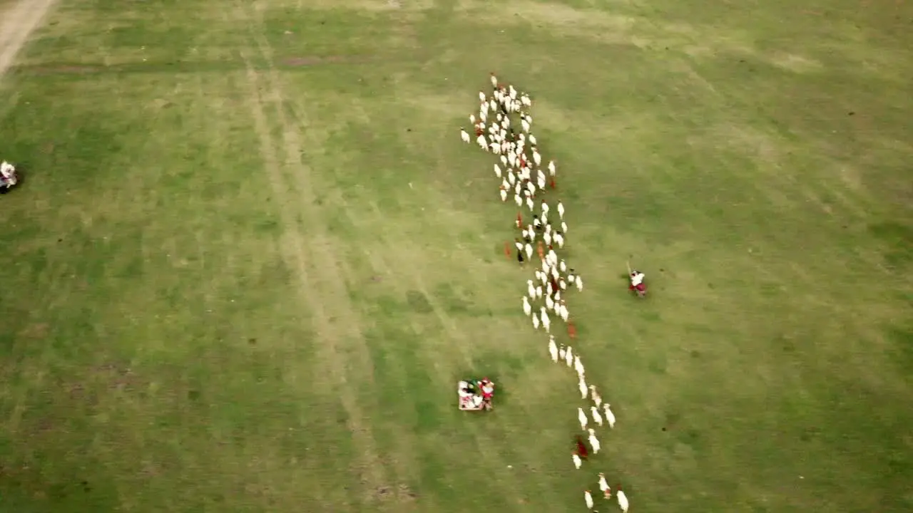 Aerial flying over small herd of goats crawling on a meadow on a sunny day