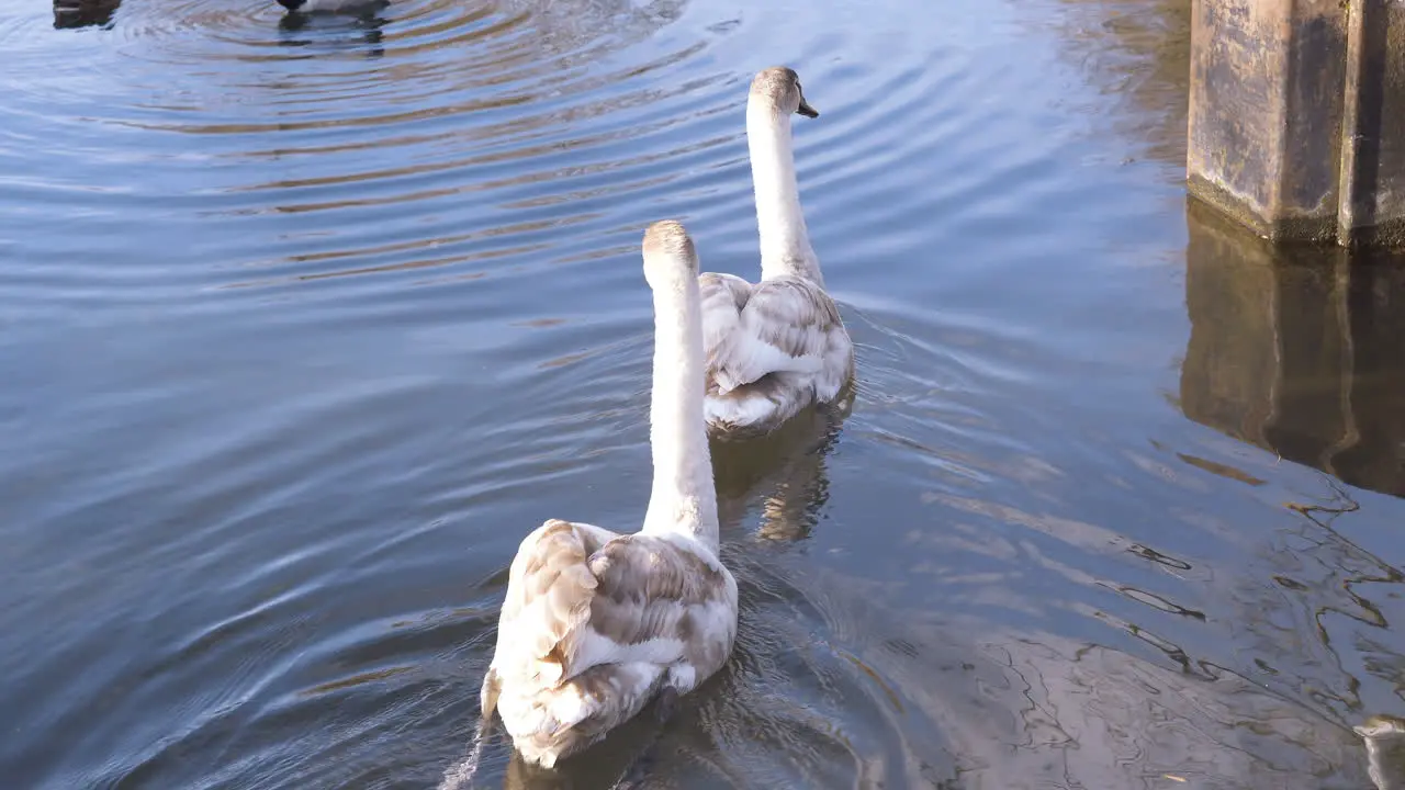 Swan on the canal