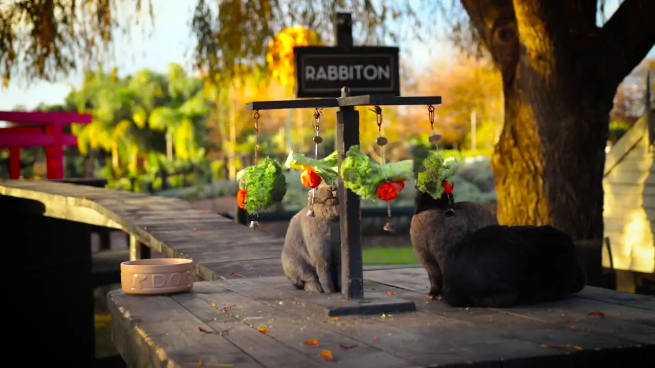 Rabbit eating carrots and broccoli on rabbiton