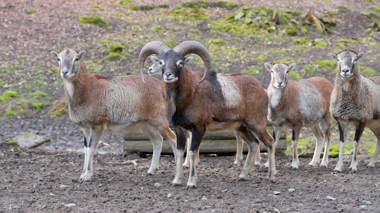 Billy Goats and goats standing in a row in a wildlife park looking at camera slow motion