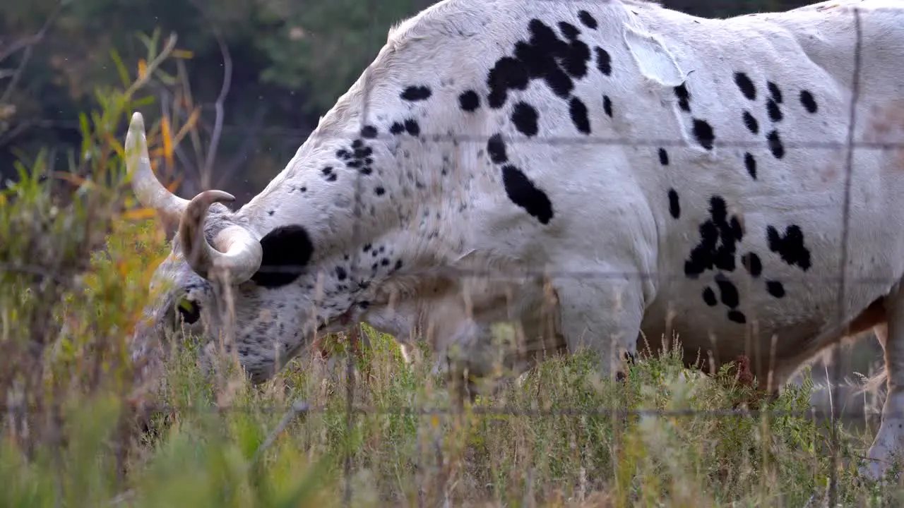 Closeup view of longhorn cow grazing