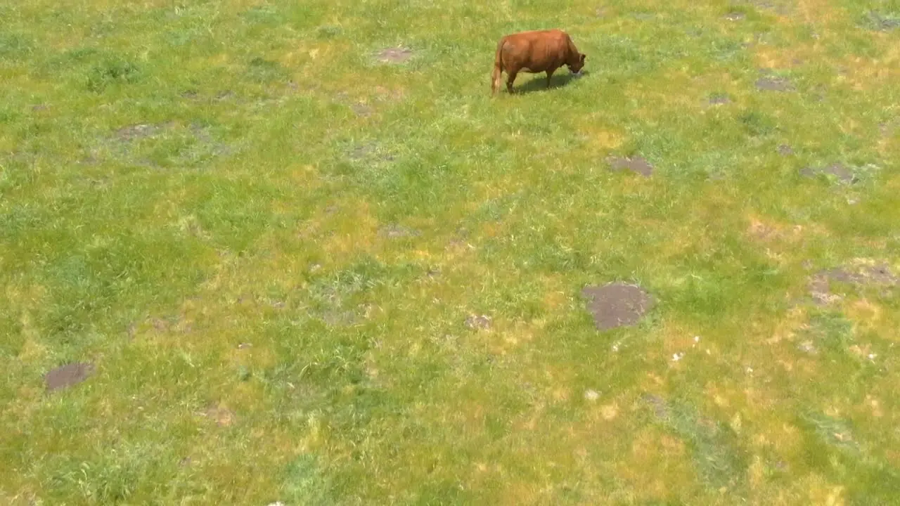 Aerial view of Big Sur coastline with cows grazing on pasture