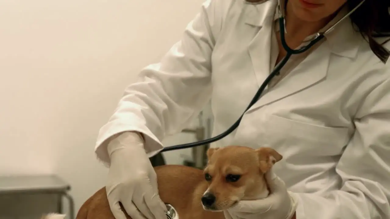 Vet examining little dog in her office 