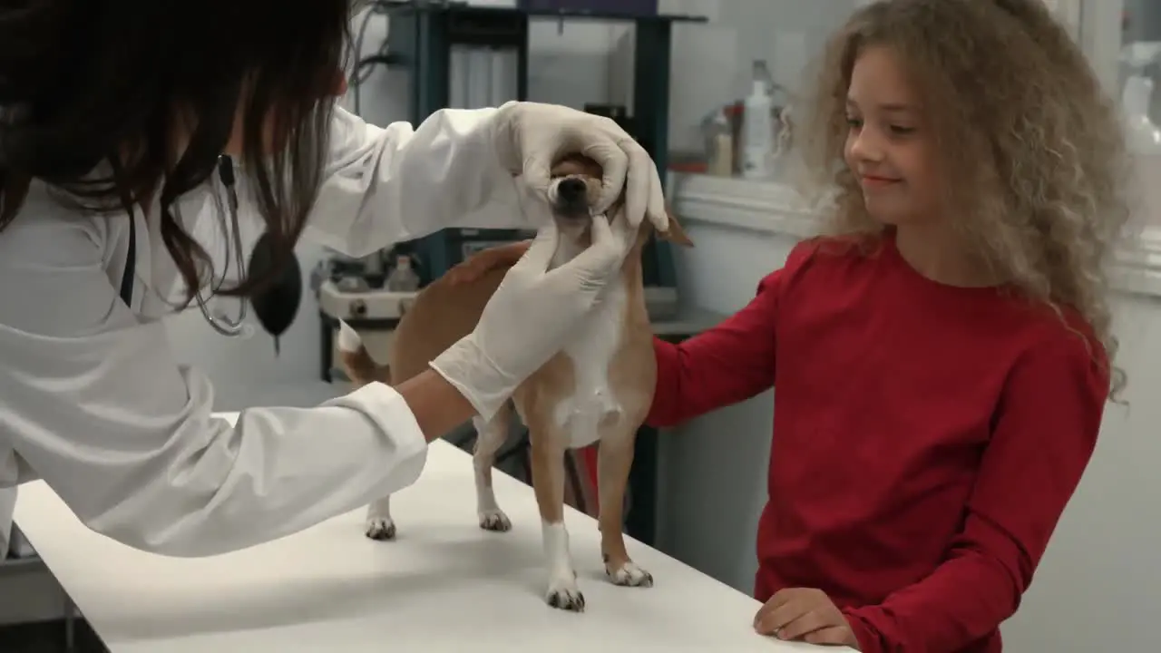 Vet examining little dog in her office with young owner