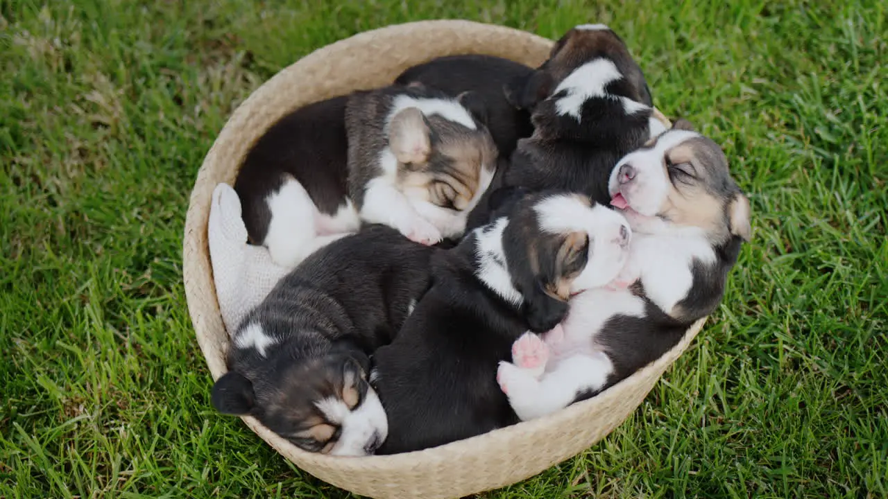 Beagle puppies dozing in a basket that stands on the green grass