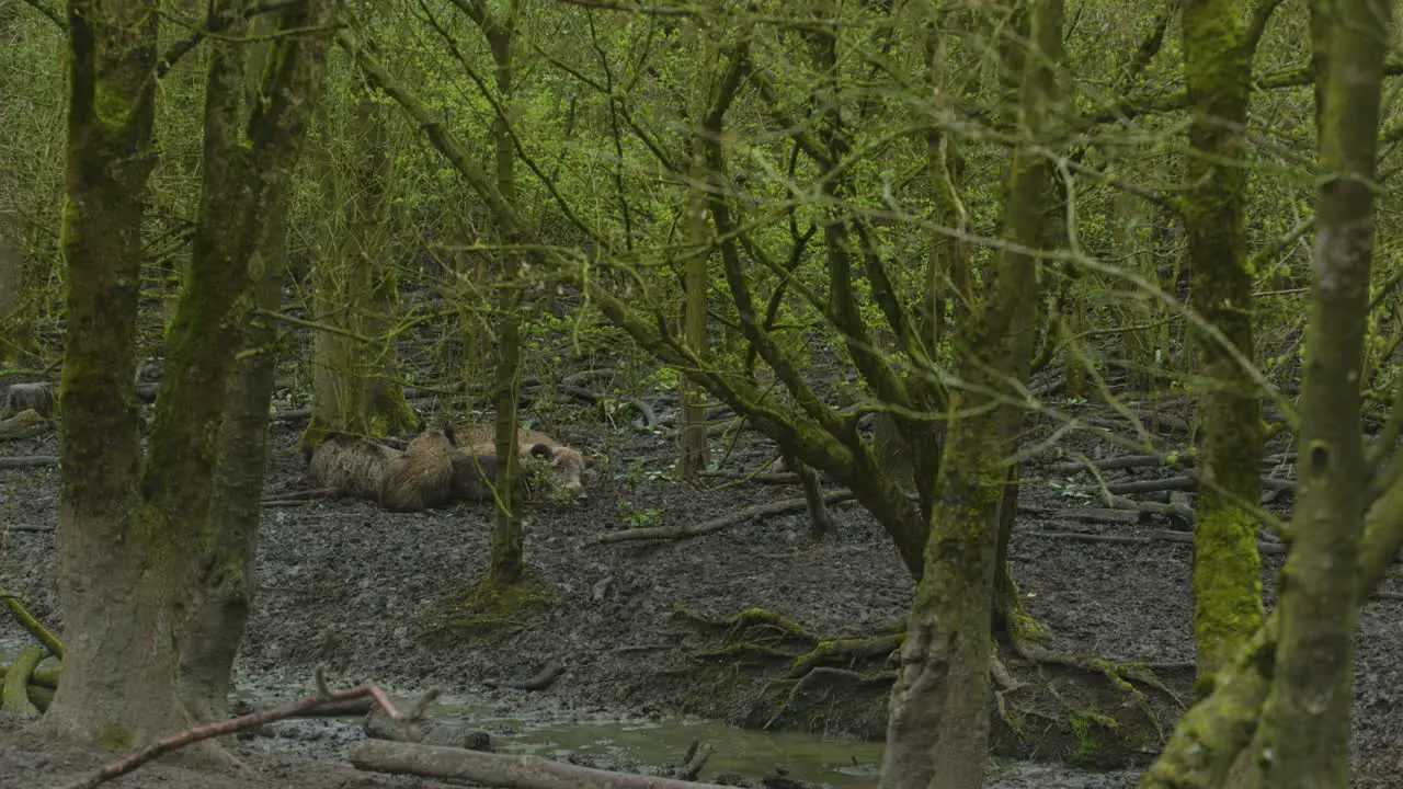 A sounder of wild boar sleeping peacefully in the mud