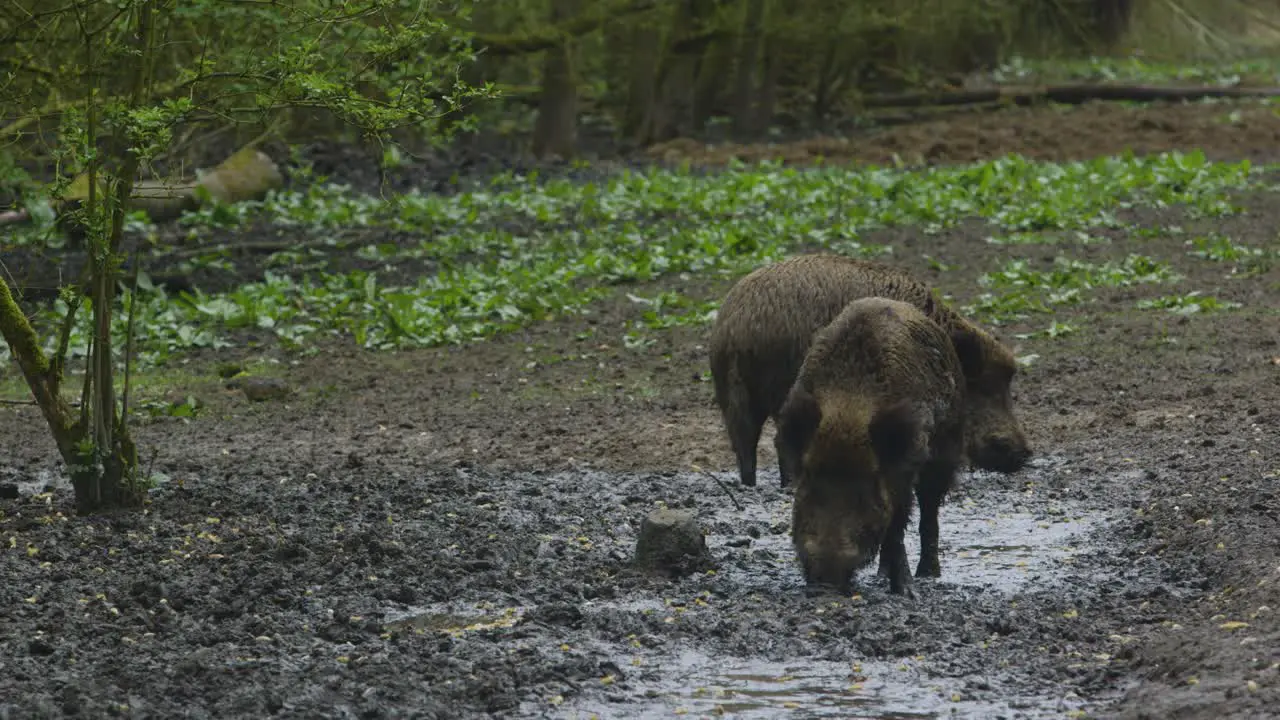 two wild boar forage for food in the wet muddy earth