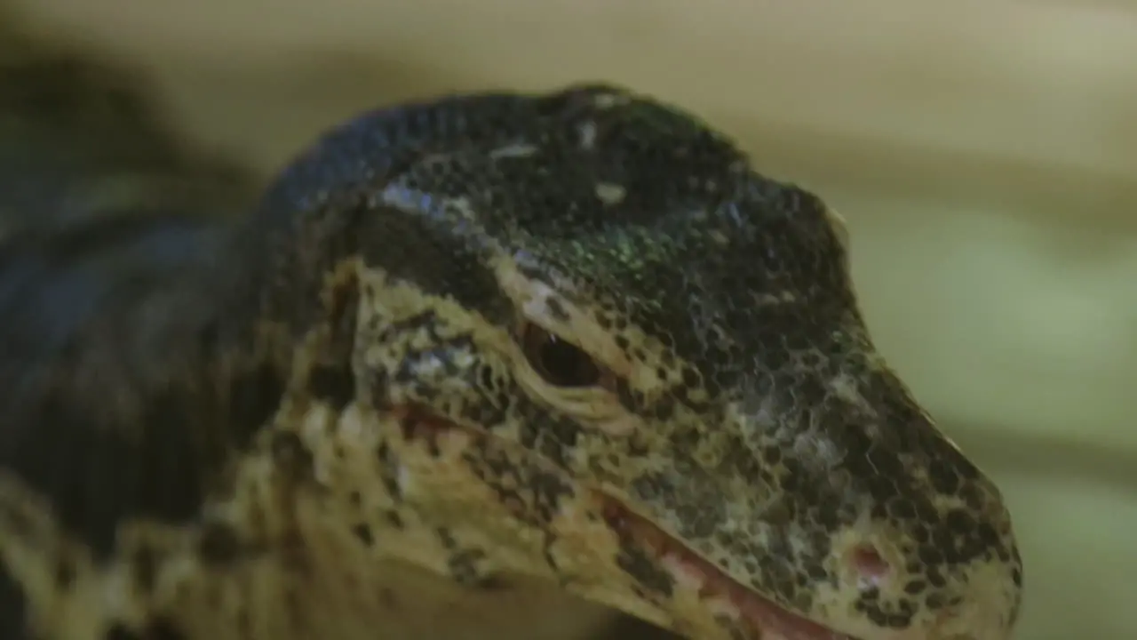 Close up portrait of a monitor lizard with tongue flicking