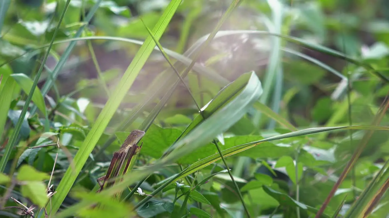 Medium Shot of a Lizard Resting on a Leaf