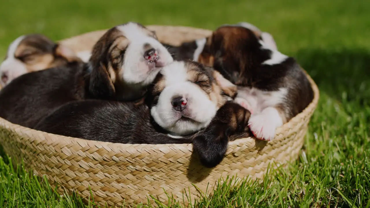 Several small beagle puppies dozing in a basket that stands on the green grass